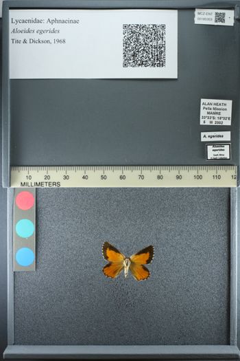 Media type: image;   Entomology 185353